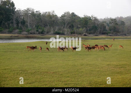 Spotted Deer Gruppen am Ufer des Flusses Seite mit grünem Gras Stockfoto