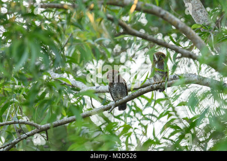 Den Wald owlet (Athene blewitti) ist eine Eule, die endemisch in den Wäldern von zentralen Indien ist. Dieser Vogel ist am Rande des Aussterbens. Stockfoto