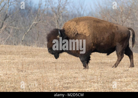 Stier der Amerikanischen Bisons in Grünland Stockfoto