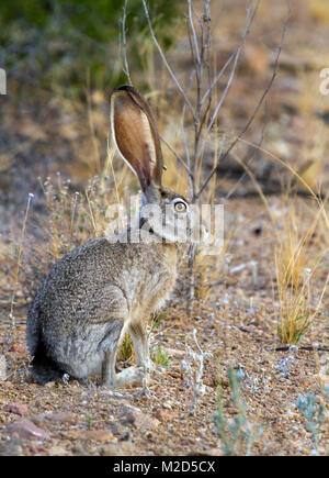 Die black-tailed Jackrabbit (Lepus Californicus) Stockfoto