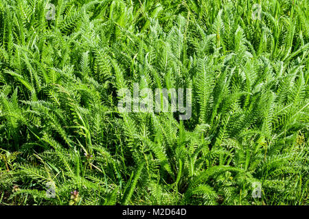 Achillea millefolia Frühjahr Triebe und Blätter einer jungen Pflanze Stockfoto