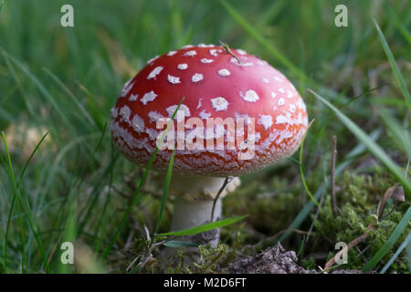 Amanita muscaria wächst an den Rand einer Wiese. Stockfoto