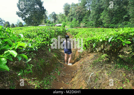 Ein Mädchen in der Mitte der Kaffee Plantage, Ciater, Subang Stockfoto