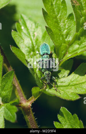 Brennnessel Rüsselkäfer Stockfoto