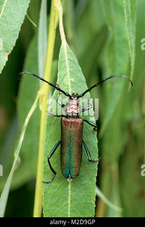 Moschus-Käfer Stockfoto