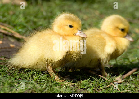 Muscovy Entenküken Stockfoto