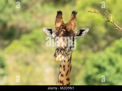 Die Masai Giraffen, auch maasai Giraffe, auch genannt Kilimanjaro giraffe buchstabiert wird, ist die größte Art der Giraffe native nach Ostafrika, auch die Tal Stockfoto