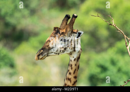 Die Masai Giraffen, auch maasai Giraffe, auch genannt Kilimanjaro giraffe buchstabiert wird, ist die größte Art der Giraffe native nach Ostafrika, auch die Tal Stockfoto