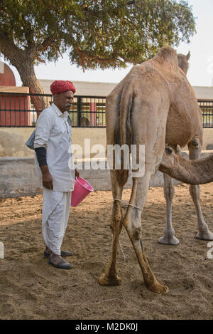 Melkzeit im Camel Zucht in Bikaner, Rajasthan, Indien Stockfoto