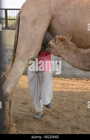 Melkzeit im Camel Zucht in Bikaner, Rajasthan, Indien Stockfoto