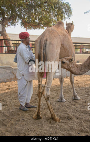 Melkzeit im Camel Zucht in Bikaner, Rajasthan, Indien Stockfoto