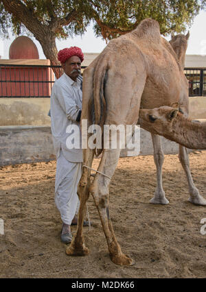 Melkzeit im Camel Zucht in Bikaner, Rajasthan, Indien Stockfoto