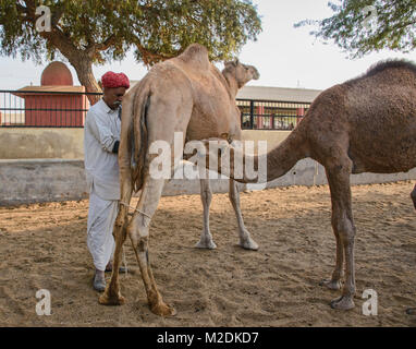 Melkzeit im Camel Zucht in Bikaner, Rajasthan, Indien Stockfoto