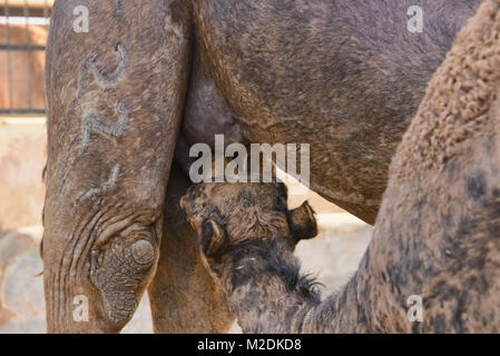 Kamel trinken Milch für das Camel Zucht in Bikaner, Rajasthan, Indien Stockfoto