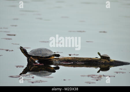 Ostbemalte Schildkröten mit Baby am Artemisia-See Stockfoto