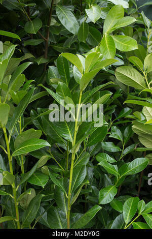 Prunus laurocerasus 'Rotundifolia' Stockfoto