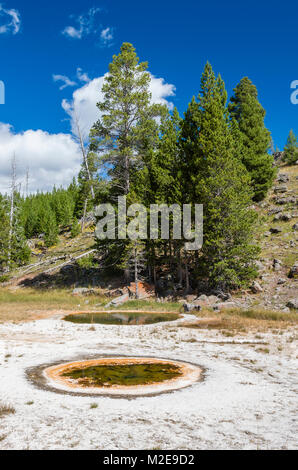 Wirtschaftliche Geysir ist für seine Fähigkeit, wieder fast alle das Wasser treibt es während einer Eruption benannt. Yellowstone National Park, Wyoming, USA Stockfoto