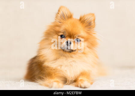 Miniatur Hund der pomeranian Hund Rasse liegt auf der Couch Stockfoto