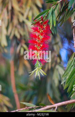 CHEEL - Hindi nennen, Callestemon viminalis, von flaschenbürste Familie. Spikes sind im Frühjahr und Sommer gebildet und auf die Zahl der kleineren Blumen Stockfoto