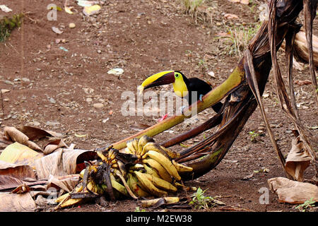 Chestnut Mandibled Toucan (Ramphastos swainsonii) essen Bananen auf einen gefallenen Anlage auf einem Bauernhof in La Fortuna, Alajuela Provinz in Costa Rica Stockfoto