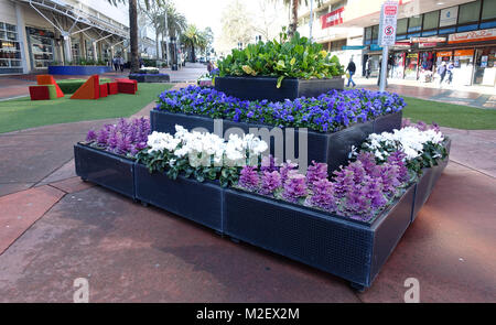 Stiefmütterchen und Kale Blumen auf Anzeige als Garten Attraktion in Dandenong Australien Stockfoto