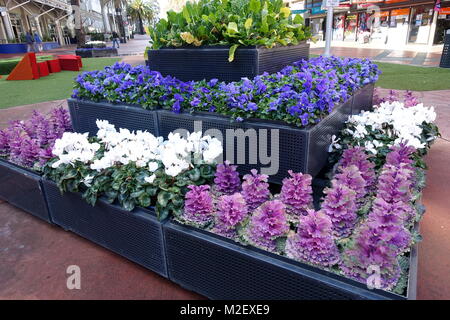 Stiefmütterchen und Kale Blumen auf Anzeige als Garten Attraktion in Dandenong Australien Stockfoto