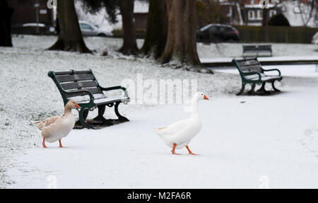 Brighton, Großbritannien, 7. Februar 2018 - Gänse genießen Sie einen Spaziergang im Schnee in Queens Park Brighton nach einer Nacht fallen, aber die Prognose ist für Sonnenschein über viele Teile des heutigen Großbritannien Foto von Simon Dack Credit: Simon Dack/Alamy leben Nachrichten Stockfoto