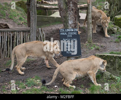 ZSL London Zoo, Regent's Park, London. Vom 7. Februar 2018. Zoowärter im ZSL London Zoo Zählung der Asiatischen Löwen in der jährlichen Inventur im Zoo. Die Pflege von mehr als 700 verschiedenen Arten, ZSL London Zoo keepers stehen vor der schwierigen Aufgabe, Auszählung jedes Säugetier-, Vogel-, Reptilien, Fische und Wirbellose im Zoo. Eine Forderung der Lizenz ZSL London Zoo, das jährliche Audit nimmt Tierpfleger fast eine Woche durchzuführen und die Informationen mit anderen Zoos auf der ganzen Welt über eine Datenbank namens Arten 360 geteilt. Credit: Malcolm Park/Alamy Leben Nachrichten. Stockfoto