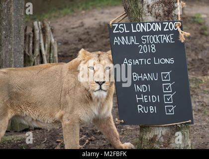 ZSL London Zoo, Regent's Park, London. Vom 7. Februar 2018. Zoowärter im ZSL London Zoo Zählung der Asiatischen Löwen in der jährlichen Inventur im Zoo. Die Pflege von mehr als 700 verschiedenen Arten, ZSL London Zoo keepers stehen vor der schwierigen Aufgabe, Auszählung jedes Säugetier-, Vogel-, Reptilien, Fische und Wirbellose im Zoo. Eine Forderung der Lizenz ZSL London Zoo, das jährliche Audit nimmt Tierpfleger fast eine Woche durchzuführen und die Informationen mit anderen Zoos auf der ganzen Welt über eine Datenbank namens Arten 360 geteilt. Credit: Malcolm Park/Alamy Leben Nachrichten. Stockfoto