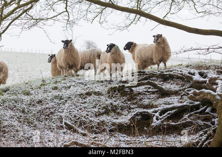 Eine Herde Schafe auf einem verschneiten Hügel, Großbritannien Stockfoto