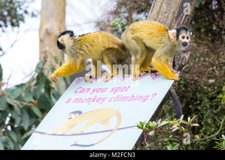 Regent's Park, London, 7. Feb 2018. Keeper Tony versucht, den totenkopfäffchen Schleifring in Schach zu halten. Zoowärter im ZSL London Zoo bereit, ihre zwischenablagen, Taschenrechner und Kameras - wie Sie sich vorbereiten, die Tiere zu zählen bei der jährlichen Inventur im Zoo. Die Pflege von mehr als 700 verschiedenen Arten, ZSL keepers stehen vor der schwierigen Aufgabe, Auszählung jedes Säugetier-, Vogel-, Reptilien, Fische und Wirbellose im Zoo. Stockfoto