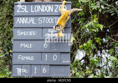 Regent's Park, London, 7. Feb 2018. Keeper Tony versucht, den totenkopfäffchen Schleifring in Schach zu halten. Zoowärter im ZSL London Zoo bereit, ihre zwischenablagen, Taschenrechner und Kameras - wie Sie sich vorbereiten, die Tiere zu zählen bei der jährlichen Inventur im Zoo. Die Pflege von mehr als 700 verschiedenen Arten, ZSL keepers stehen vor der schwierigen Aufgabe, Auszählung jedes Säugetier-, Vogel-, Reptilien, Fische und Wirbellose im Zoo. Stockfoto