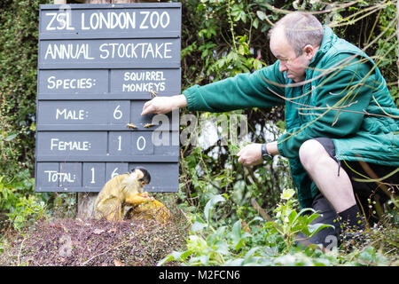 Regent's Park, London, 7. Feb 2018. Keeper Tony versucht, den totenkopfäffchen Schleifring in Schach zu halten. Zoowärter im ZSL London Zoo bereit, ihre zwischenablagen, Taschenrechner und Kameras - wie Sie sich vorbereiten, die Tiere zu zählen bei der jährlichen Inventur im Zoo. Die Pflege von mehr als 700 verschiedenen Arten, ZSL keepers stehen vor der schwierigen Aufgabe, Auszählung jedes Säugetier-, Vogel-, Reptilien, Fische und Wirbellose im Zoo. Stockfoto