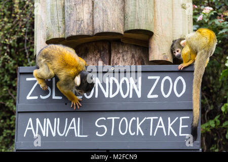 Regent's Park, London, 7. Feb 2018. Keeper Tony versucht, den totenkopfäffchen Schleifring in Schach zu halten. Zoowärter im ZSL London Zoo bereit, ihre zwischenablagen, Taschenrechner und Kameras - wie Sie sich vorbereiten, die Tiere zu zählen bei der jährlichen Inventur im Zoo. Die Pflege von mehr als 700 verschiedenen Arten, ZSL keepers stehen vor der schwierigen Aufgabe, Auszählung jedes Säugetier-, Vogel-, Reptilien, Fische und Wirbellose im Zoo. Stockfoto