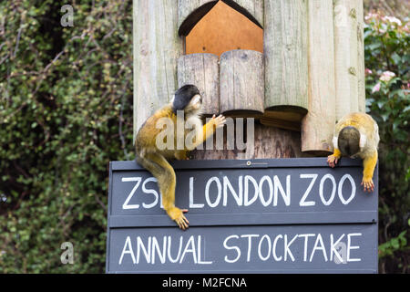 Regent's Park, London, 7. Feb 2018. Keeper Tony versucht, den totenkopfäffchen Schleifring in Schach zu halten. Zoowärter im ZSL London Zoo bereit, ihre zwischenablagen, Taschenrechner und Kameras - wie Sie sich vorbereiten, die Tiere zu zählen bei der jährlichen Inventur im Zoo. Die Pflege von mehr als 700 verschiedenen Arten, ZSL keepers stehen vor der schwierigen Aufgabe, Auszählung jedes Säugetier-, Vogel-, Reptilien, Fische und Wirbellose im Zoo. Stockfoto