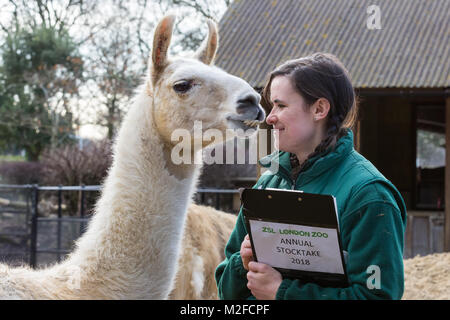 Regent's Park, London, 7. Feb 2018. Perry das Lama scheint glücklich seinen keeper Chelsea heute zu sehen. Zoowärter im ZSL London Zoo bereit, ihre zwischenablagen, Taschenrechner und Kameras - wie Sie sich vorbereiten, die Tiere zu zählen bei der jährlichen Inventur im Zoo. Die Pflege von mehr als 700 verschiedenen Arten, ZSL keepers stehen vor der schwierigen Aufgabe, Auszählung jedes Säugetier-, Vogel-, Reptilien, Fische und Wirbellose im Zoo. Stockfoto