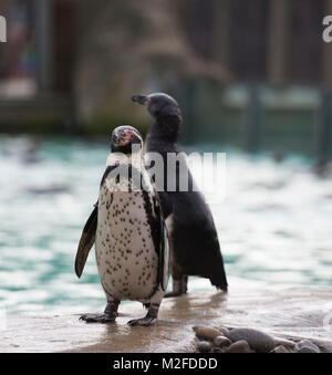 ZSL London Zoo, Regent's Park, London. 7. Feb 2018. Zoowärter im ZSL London Zoo zählen die Pinguine in der jährlichen Inventur im Zoo. Die Pflege von mehr als 700 verschiedenen Arten, ZSL London Zoo keepers stehen vor der schwierigen Aufgabe, Auszählung jedes Säugetier-, Vogel-, Reptilien, Fische und Wirbellose im Zoo. Eine Forderung der Lizenz ZSL London Zoo, das jährliche Audit nimmt Tierpfleger fast eine Woche durchzuführen und die Informationen mit anderen Zoos auf der ganzen Welt über eine Datenbank namens Arten 360 geteilt. Credit: Malcolm Park/Alamy Leben Nachrichten. Stockfoto