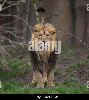 ZSL London Zoo, Regent's Park, London. 7. Feb 2018. Zoowärter im ZSL London Zoo Zählung der Asiatischen Löwen in der jährlichen Inventur im Zoo. Die Pflege von mehr als 700 verschiedenen Arten, ZSL London Zoo keepers stehen vor der schwierigen Aufgabe, Auszählung jedes Säugetier-, Vogel-, Reptilien, Fische und Wirbellose im Zoo. Eine Forderung der Lizenz ZSL London Zoo, das jährliche Audit nimmt Tierpfleger fast eine Woche durchzuführen und die Informationen mit anderen Zoos auf der ganzen Welt über eine Datenbank namens Arten 360 geteilt. Credit: Malcolm Park/Alamy Leben Nachrichten. Stockfoto