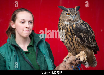 ZSL London Zoo, Regent's Park, London. 7. Feb 2018. Tierpfleger im ZSL London Zoo zählt der Uhu bei der jährlichen Inventur im Zoo. Die Pflege von mehr als 700 verschiedenen Arten, ZSL London Zoo keepers stehen vor der schwierigen Aufgabe, Auszählung jedes Säugetier-, Vogel-, Reptilien, Fische und Wirbellose im Zoo. Eine Forderung der Lizenz ZSL London Zoo, das jährliche Audit nimmt Tierpfleger fast eine Woche durchzuführen und die Informationen mit anderen Zoos auf der ganzen Welt über eine Datenbank namens Arten 360 geteilt. Credit: Malcolm Park/Alamy Leben Nachrichten. Stockfoto