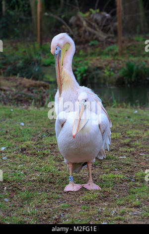 Regent's Park, London, 7. Feb 2018. ZSL London Zoo jährliche Bilanz ziehen und tierischen zählen. Zwei pelikane stehen. Stockfoto