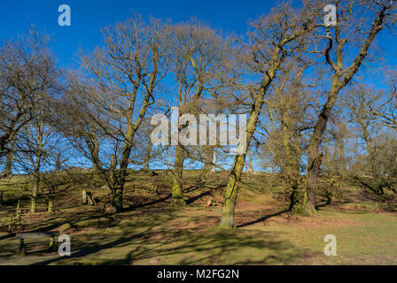 Bradgate Park, Charnwood Forest. 7 Feb, 2018. UK Wetter: Kühl, hellen Tag mit blauen Himmel in einem der ältesten Wald der Welt, junge Hirsche sich über 850 Hektar, Besucher feed Stockenten und wilde Vögel. Clifford Norton Alamy Leben Nachrichten. Stockfoto