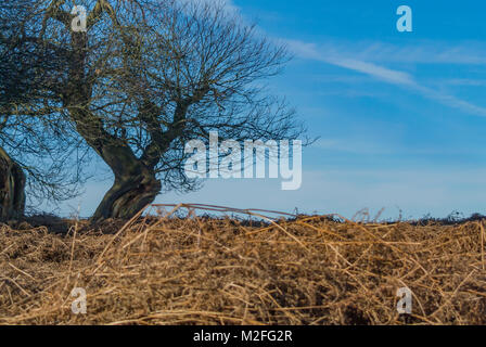 Bradgate Park, Charnwood Forest. 7 Feb, 2018. UK Wetter: Kühl, hellen Tag mit blauen Himmel in einem der ältesten Wald der Welt, junge Hirsche sich über 850 Hektar, Besucher feed Stockenten und wilde Vögel. Clifford Norton Alamy Leben Nachrichten. Stockfoto