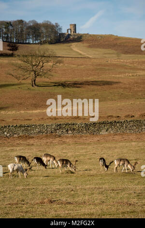 Bradgate Park, Charnwood Forest. 7 Feb, 2018. UK Wetter: Kühl, hellen Tag mit blauen Himmel in einem der ältesten Wald der Welt, junge Hirsche sich über 850 Hektar, Besucher feed Stockenten und wilde Vögel. Clifford Norton Alamy Leben Nachrichten. Stockfoto