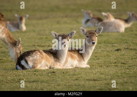 Bradgate Park, Charnwood Forest. 7 Feb, 2018. UK Wetter: Kühl, hellen Tag mit blauen Himmel in einem der ältesten Wald der Welt, junge Hirsche sich über 850 Hektar, Besucher feed Stockenten und wilde Vögel. Clifford Norton Alamy Leben Nachrichten. Stockfoto