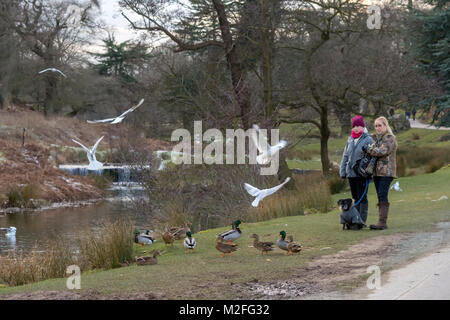 Bradgate Park, Charnwood Forest. 7 Feb, 2018. UK Wetter: Kühl, hellen Tag mit blauen Himmel in einem der ältesten Wald der Welt, junge Hirsche sich über 850 Hektar, Besucher feed Stockenten und wilde Vögel. Clifford Norton Alamy Leben Nachrichten. Stockfoto