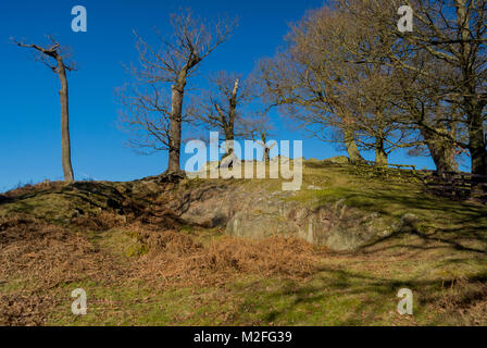 Bradgate Park, Charnwood Forest. 7 Feb, 2018. UK Wetter: Kühl, hellen Tag mit blauen Himmel in einem der ältesten Wald der Welt, junge Hirsche sich über 850 Hektar, Besucher feed Stockenten und wilde Vögel. Clifford Norton Alamy Leben Nachrichten. Stockfoto