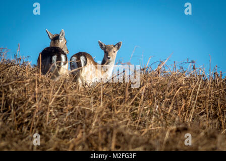 Bradgate Park, Charnwood Forest. 7 Feb, 2018. UK Wetter: Kühl, hellen Tag mit blauen Himmel in einem der ältesten Wald der Welt, junge Hirsche sich über 850 Hektar, Besucher feed Stockenten und wilde Vögel. Clifford Norton Alamy Leben Nachrichten. Stockfoto