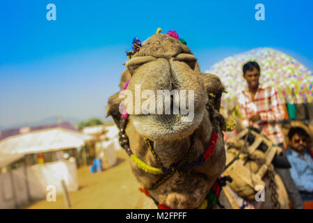 Pushkar Viehmarkt, Rajasthan, Indien Stockfoto