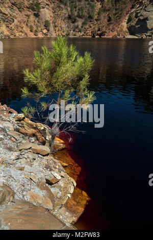 Ein Kiefer wächst an den Hang des Peña de Hierro, Tagebau mit Wasser der tiefen Rot gefüllt. Riotinto mining Park, Provinz Huelva, Andalusien, S Stockfoto