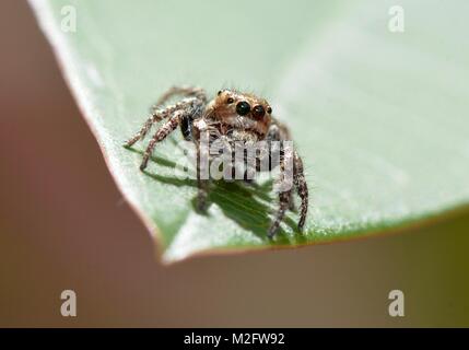 Golden der in einem malaysischen Garten Stockfoto